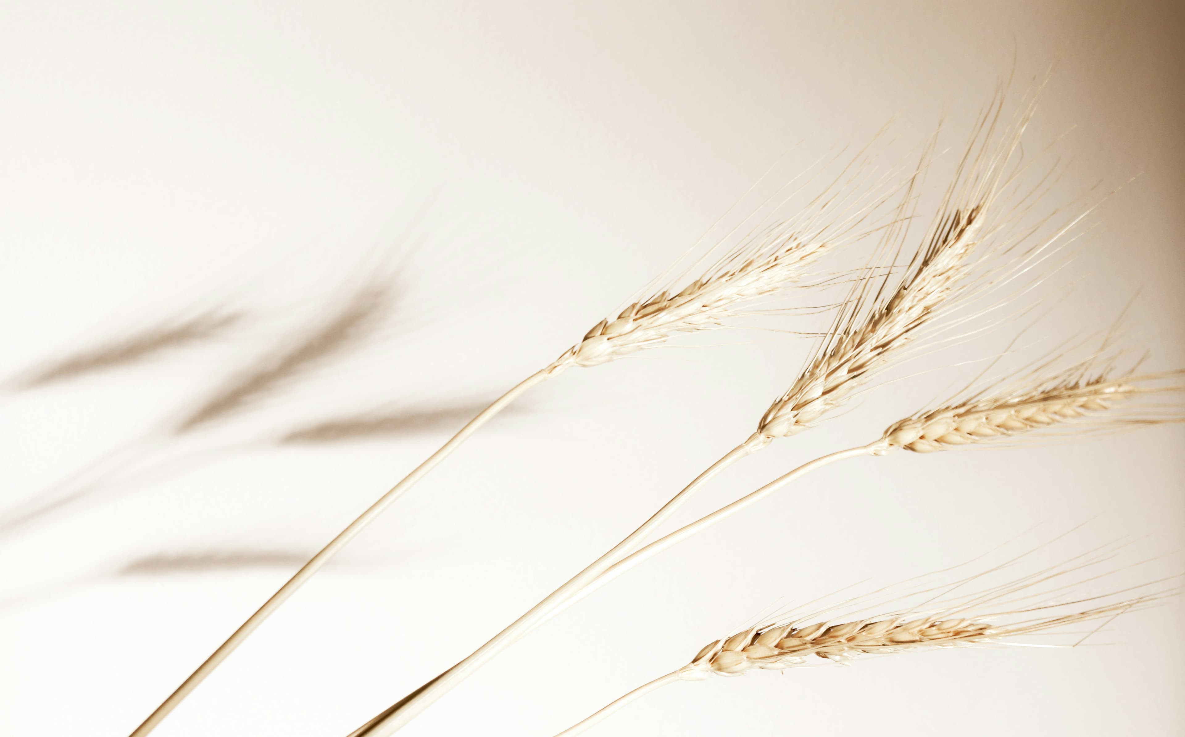 Ingredientes naturais — espigas de trigo frescos